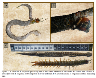 Illustration for article titled This Snake's Last Meal Tried To Eat Its Way Out